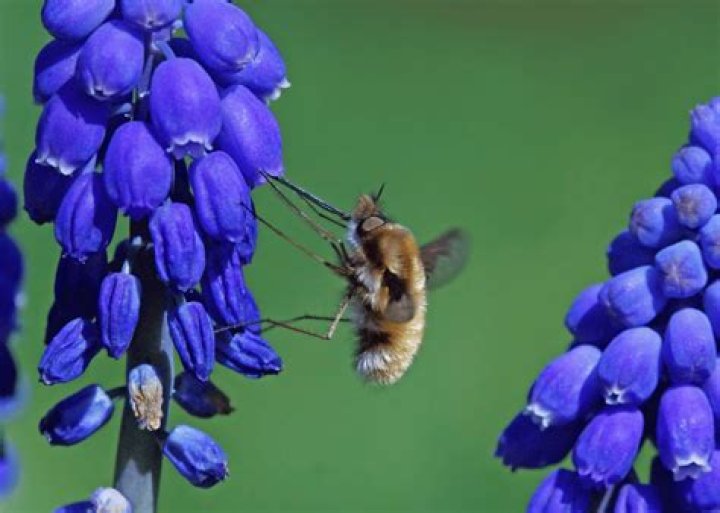 Are bee flies dangerous?