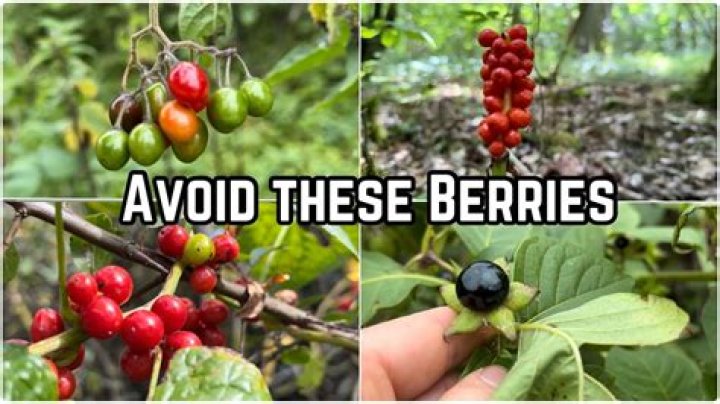 Are laurel berries poisonous to humans?