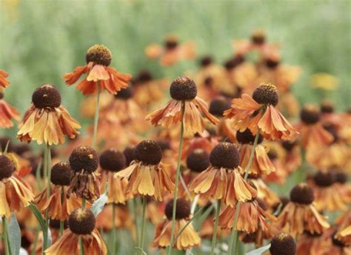 Are there brown flowers?