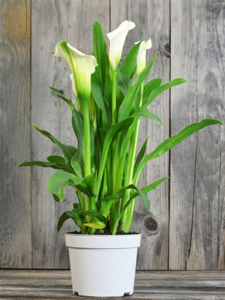 Can calla lilies grow indoors?