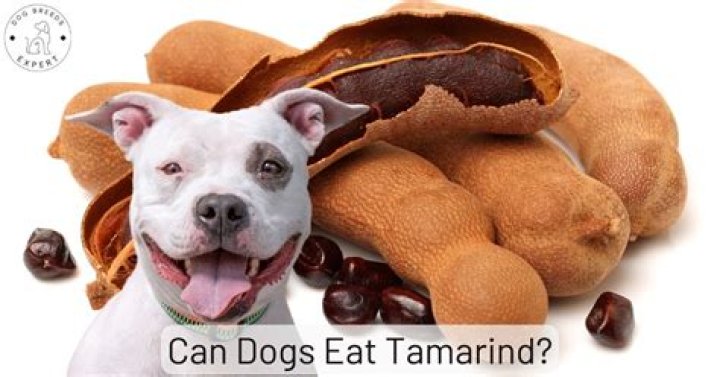Can my dog eat tamarind?