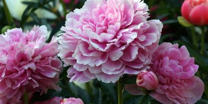 Can peonies grow in Zone 10?