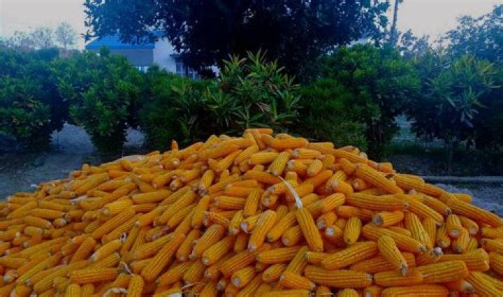 
Corn farmers in Bihar caught in a maze of high input cost, low returns 