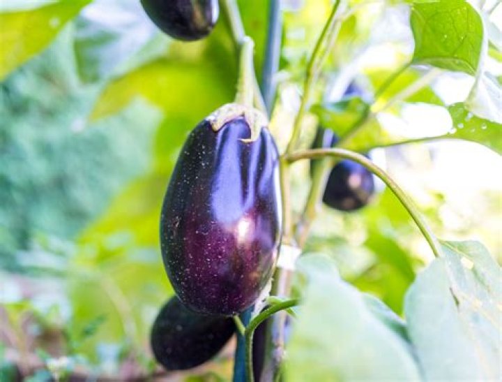 Do eggplants need cages?