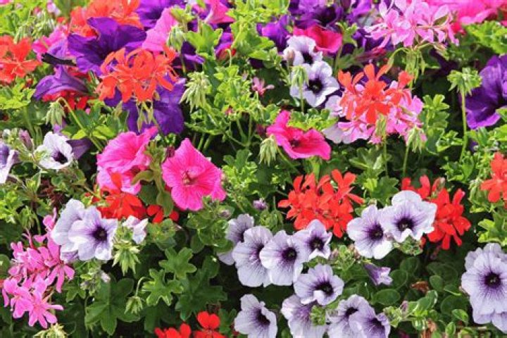 Do petunias do well in shade?
