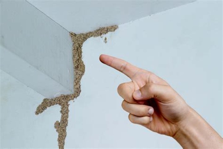 Do termites eat through Sheetrock?