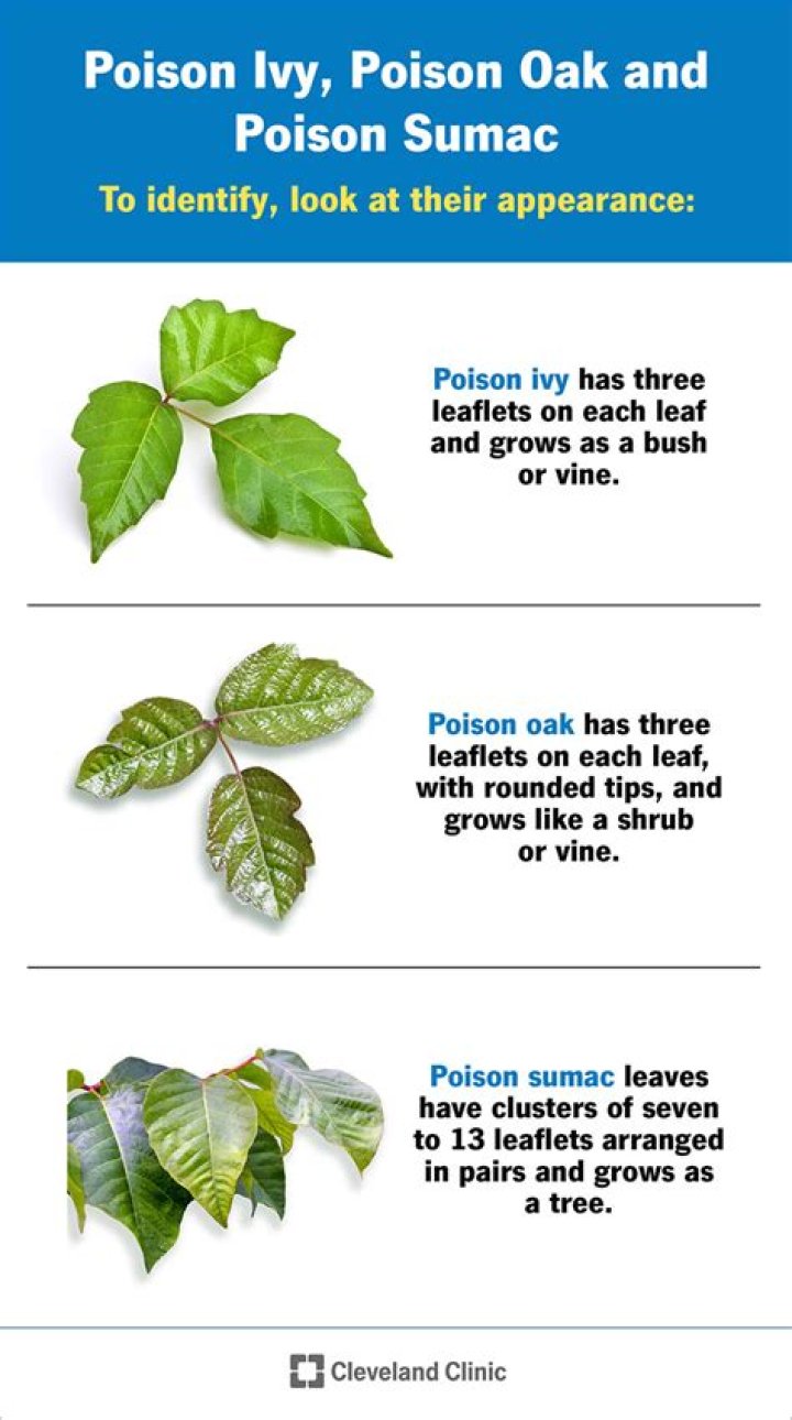 Does sweat make poison ivy worse?