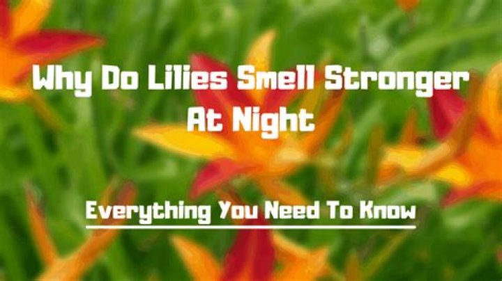 How do you stop lilies from smelling?