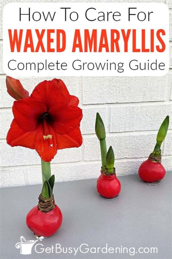 How do you wax Amaryllis?