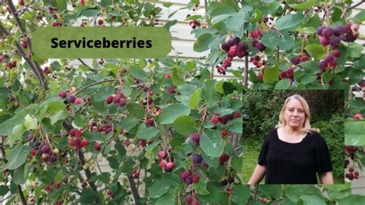 How fast does serviceberry grow?