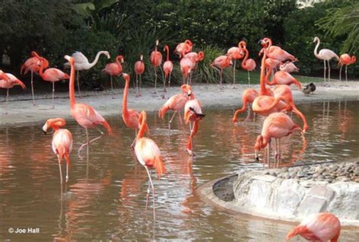 Is a group of flamingos called a flamboyance?
