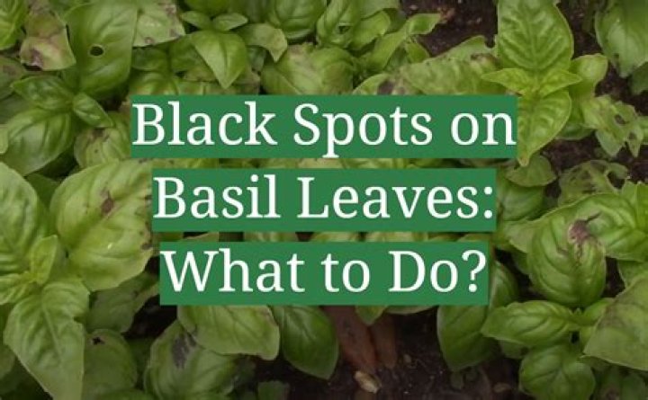 Is Basil with black spots OK?
