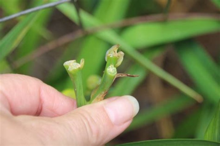 What animal eats daylily buds?