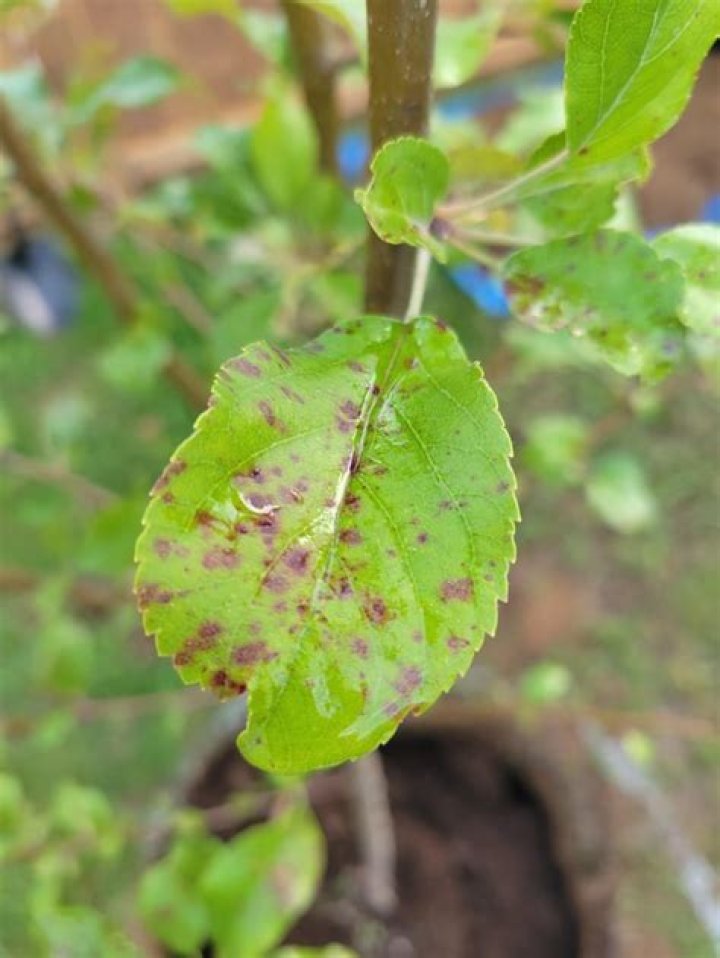 What are the brown spots on my apple tree leaves?