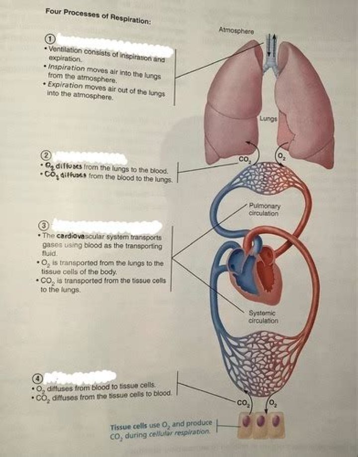 What are the four processes of respiration?