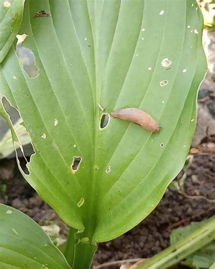 What causes holes in hosta plants?
