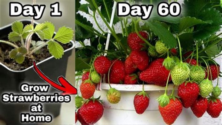 What do strawberries plants look like?