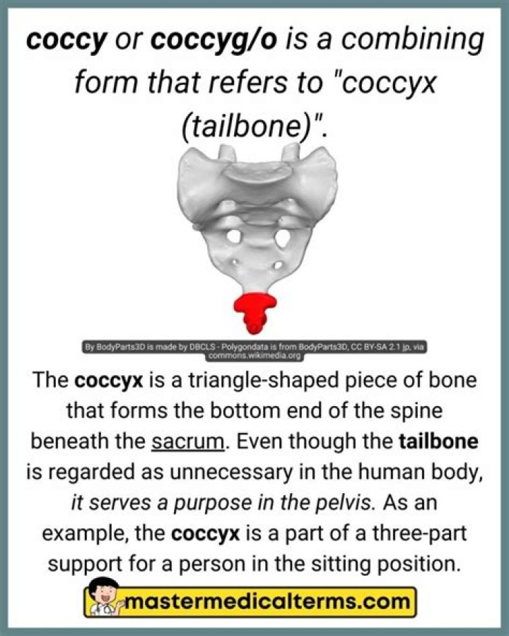 What does Coccyg o mean?