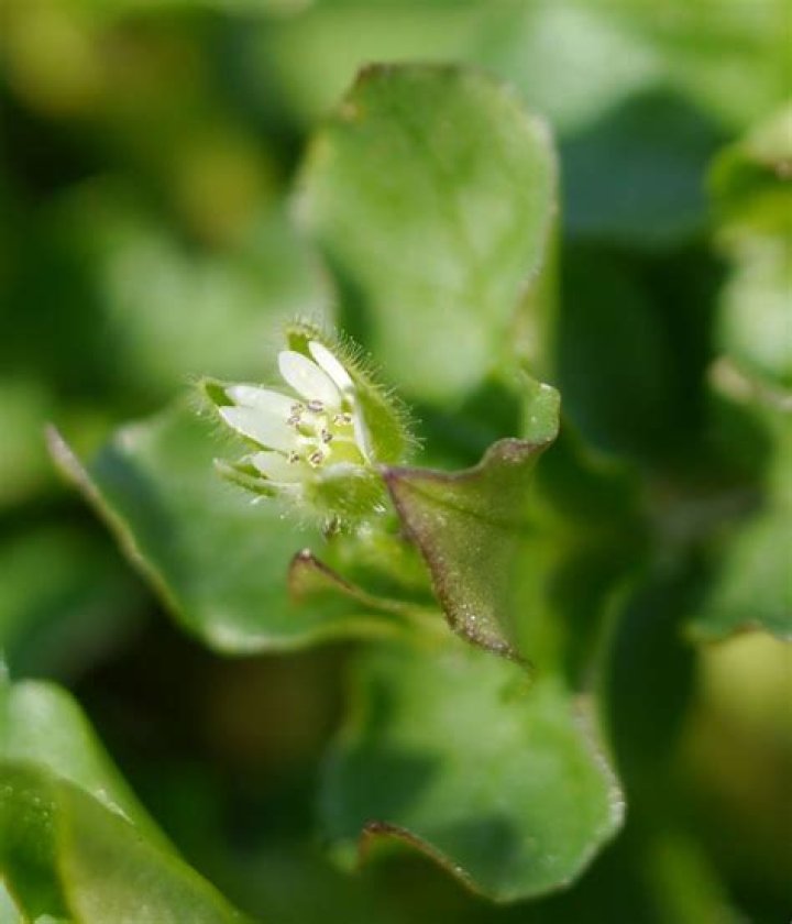 What does common chickweed look like?