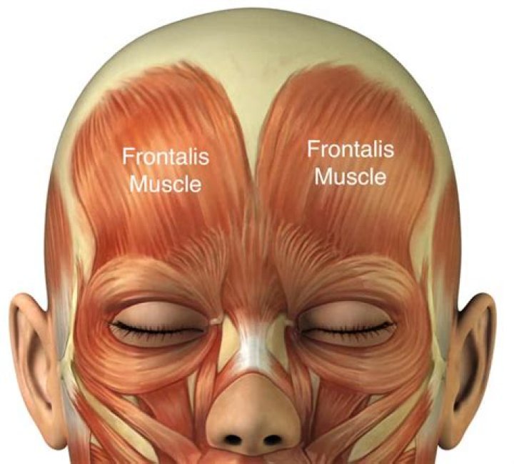 What does the frontalis muscle do?