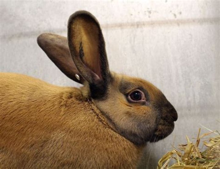 What does tort mean in rabbits?