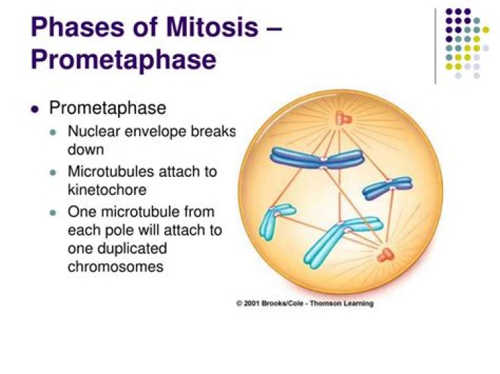 What happens at Prometaphase?