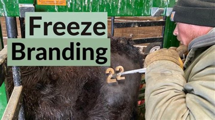 What is freeze branding in cattle?