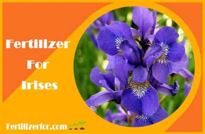 What is the best fertilizer for irises?