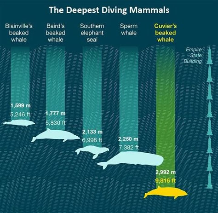 What sea animal can dive the deepest?