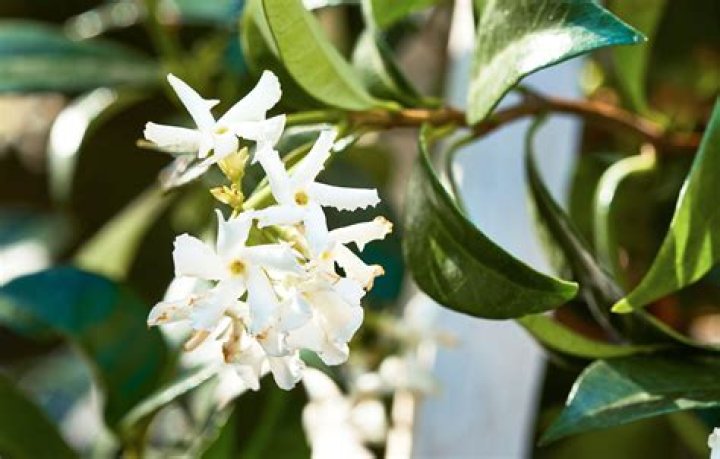 What zone can jasmine grow in?
