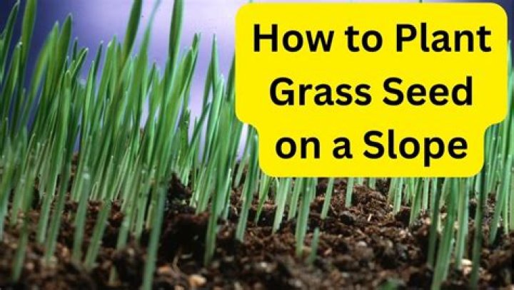 When should I plant grass seed in Sacramento?