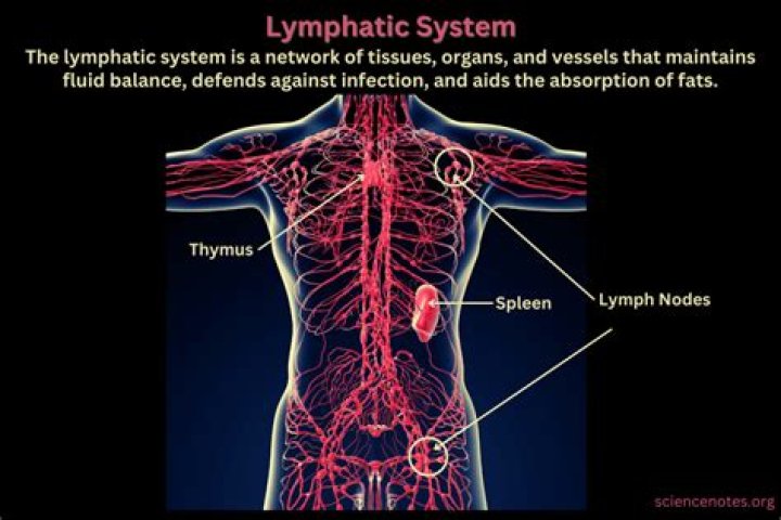 Why is the lymphatic system a one way system whereas the blood vascular system is a two way system?